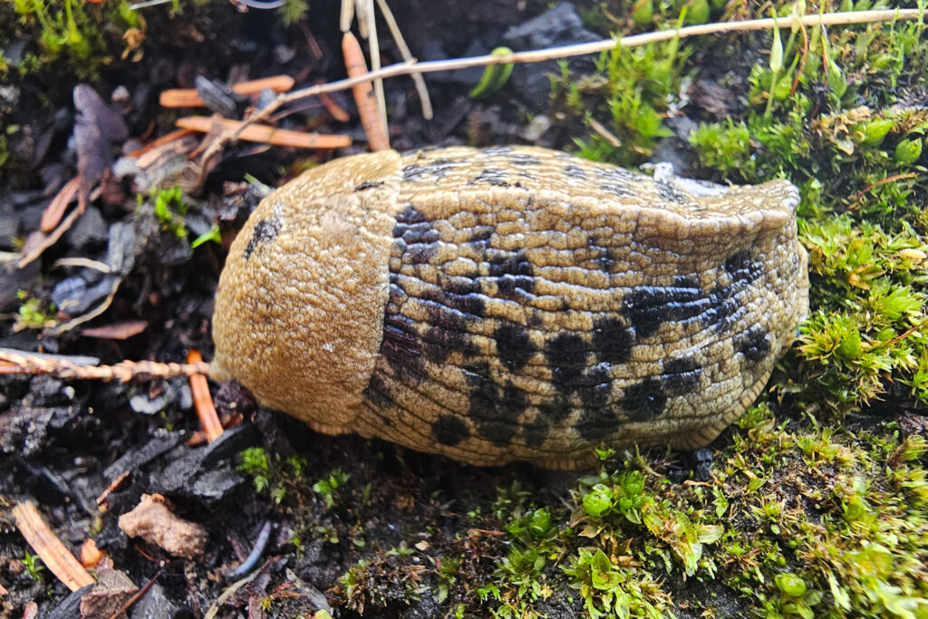 Banana Slug