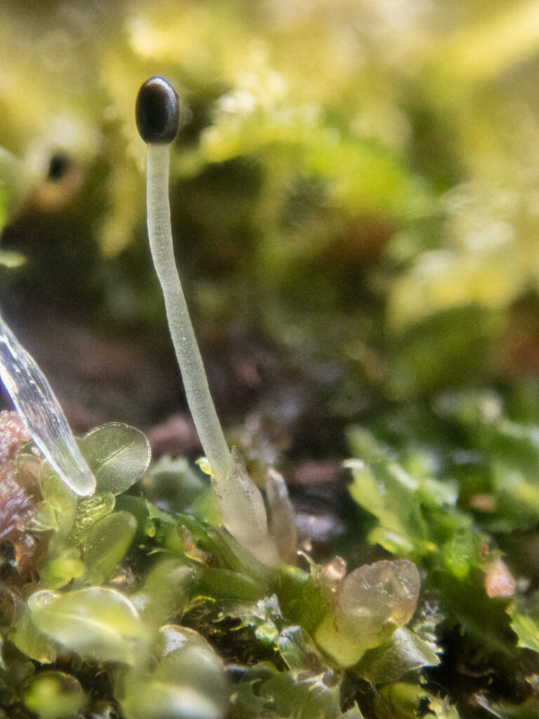 Liverwort Sporophyte