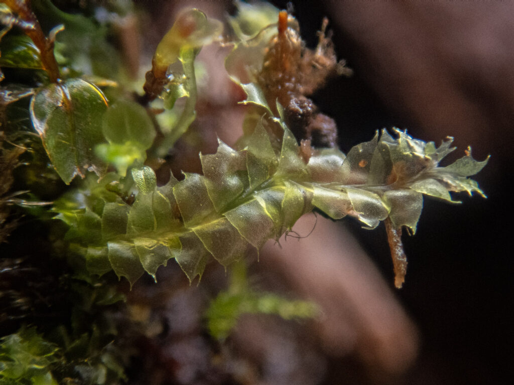 Liverwort (Lophocolea bidentata)