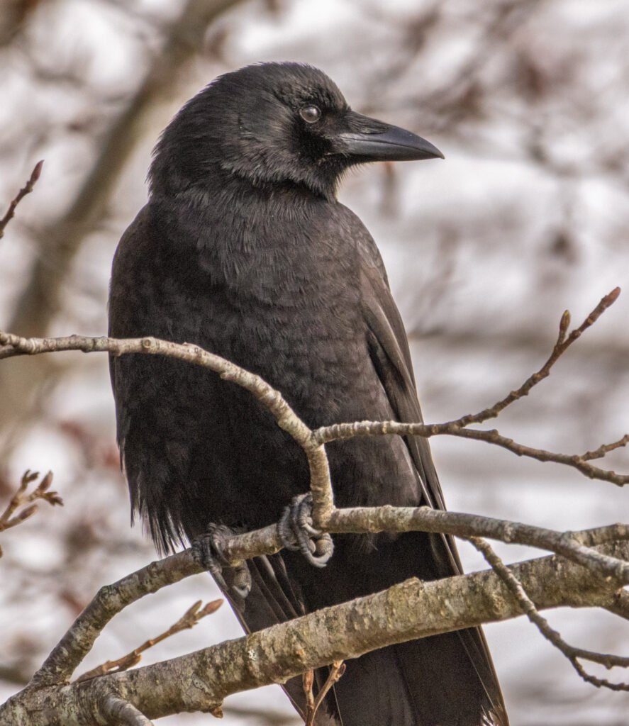 American Crow