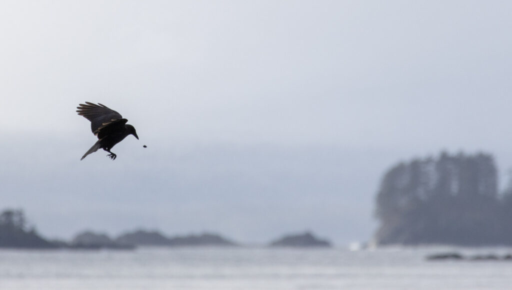 Crow Dropping Food