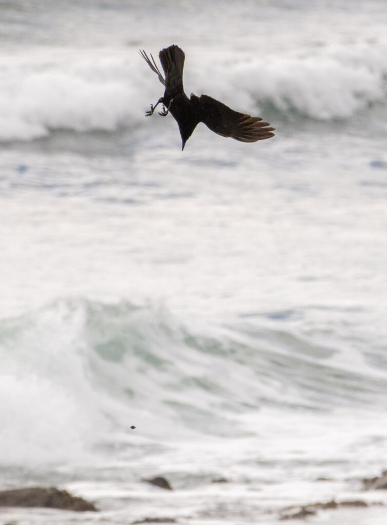 Crow Dropping Food