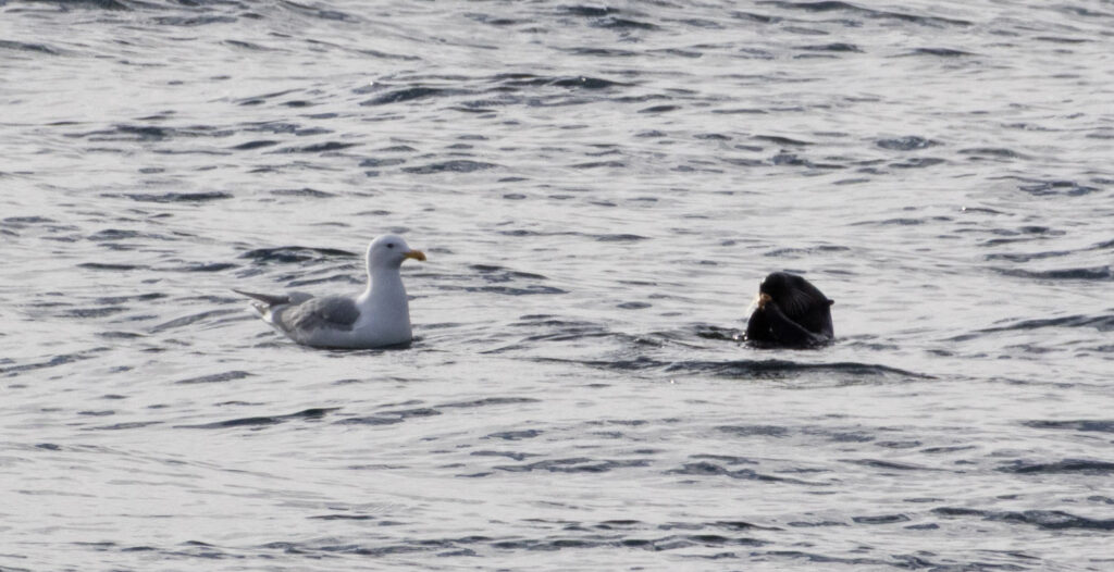 Sea Otter and Gull