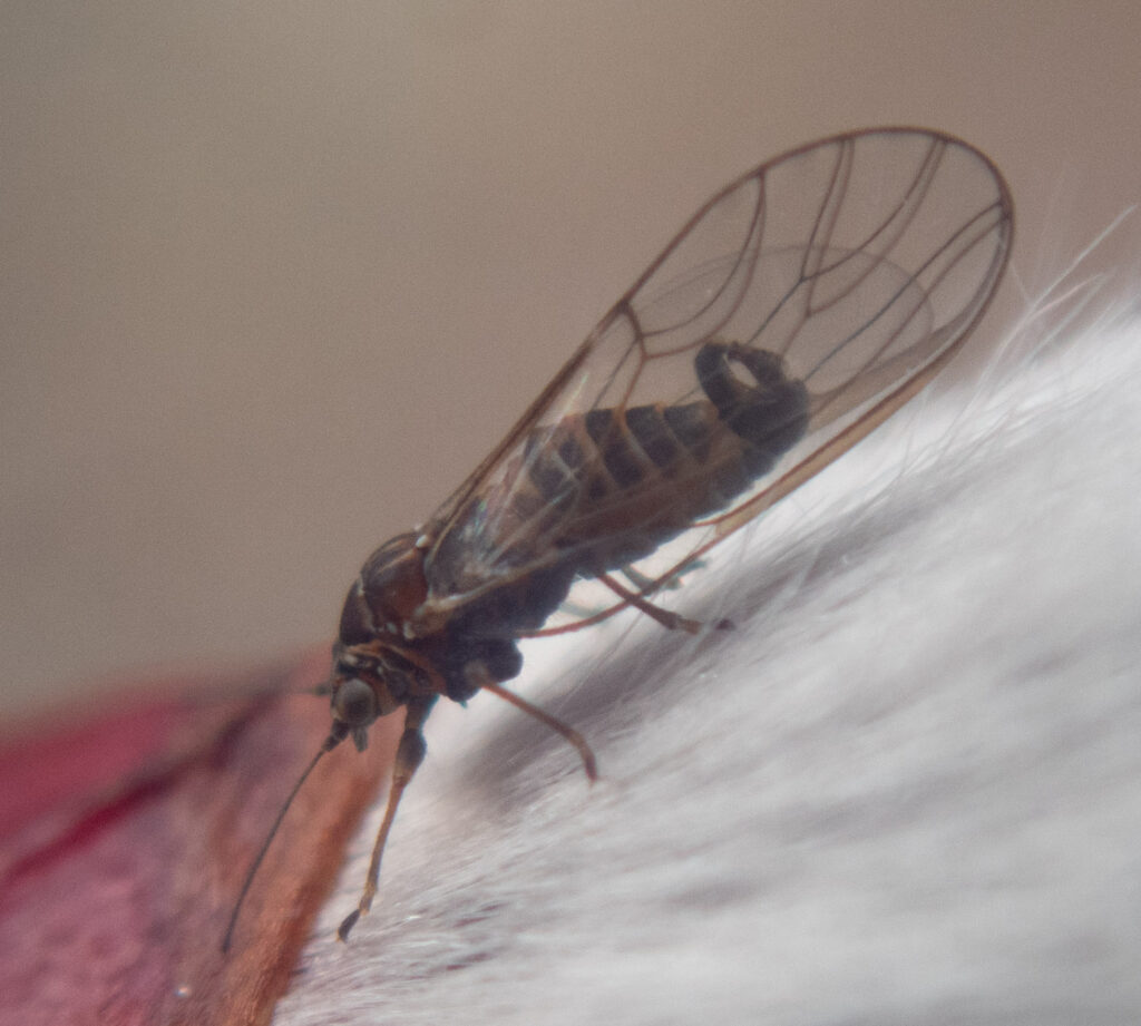 Jumping Plant Louse (<em>Cacopsylla</em>)