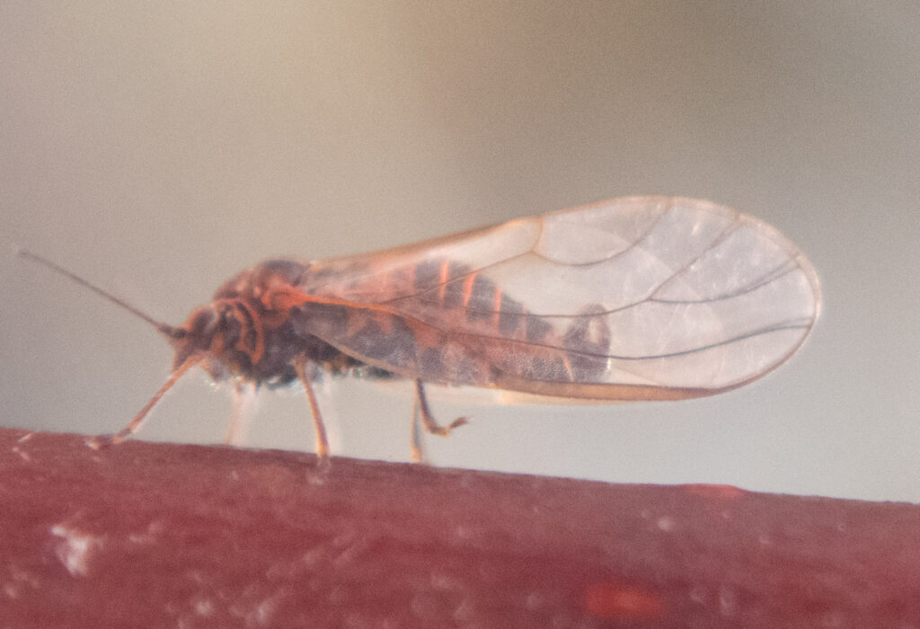 Jumping Plant Louse (Cacopsylla)