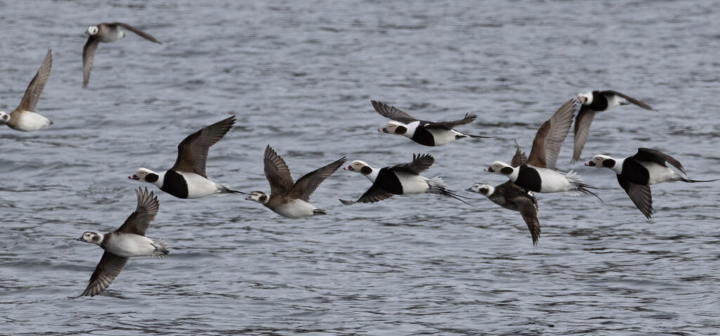 Long-tailed Ducks