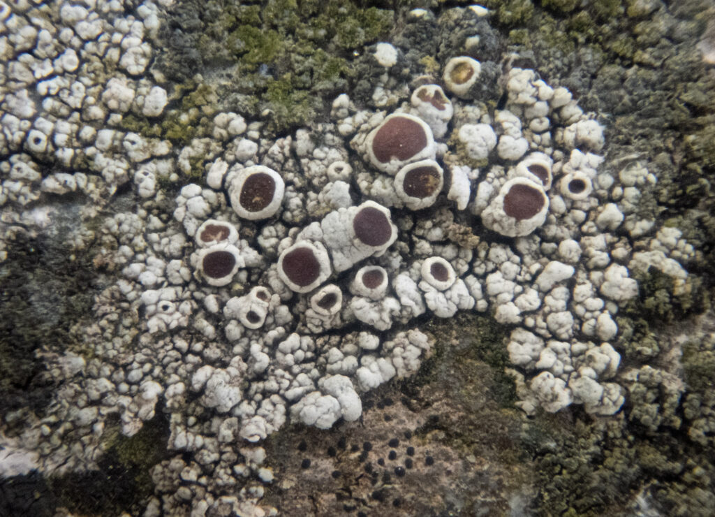 Shoreline Lichen