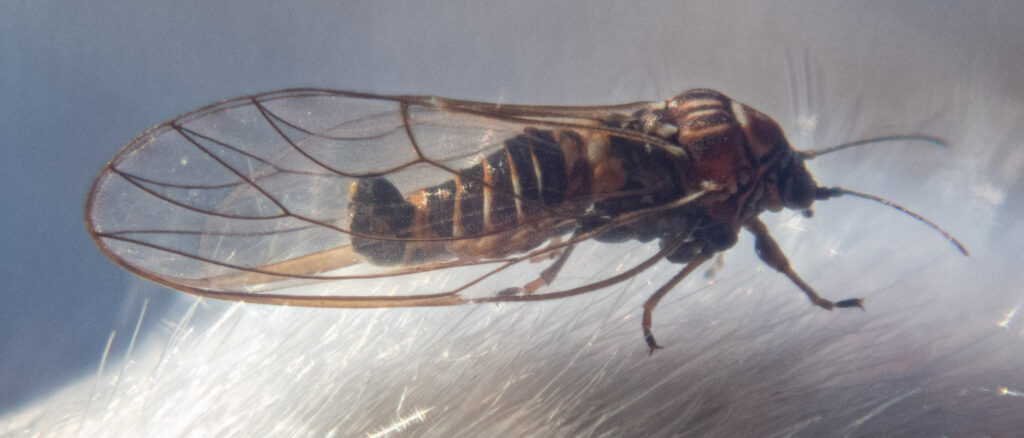 Jumping Plant Louse (<em>Cacopsylla</em>)