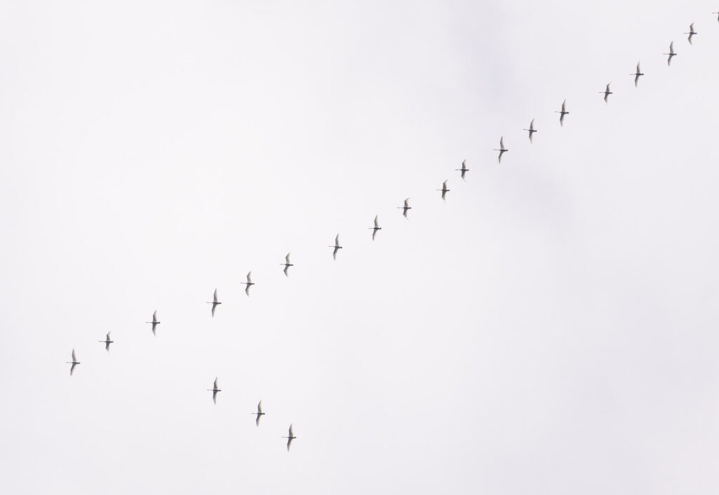 Swans in Flight