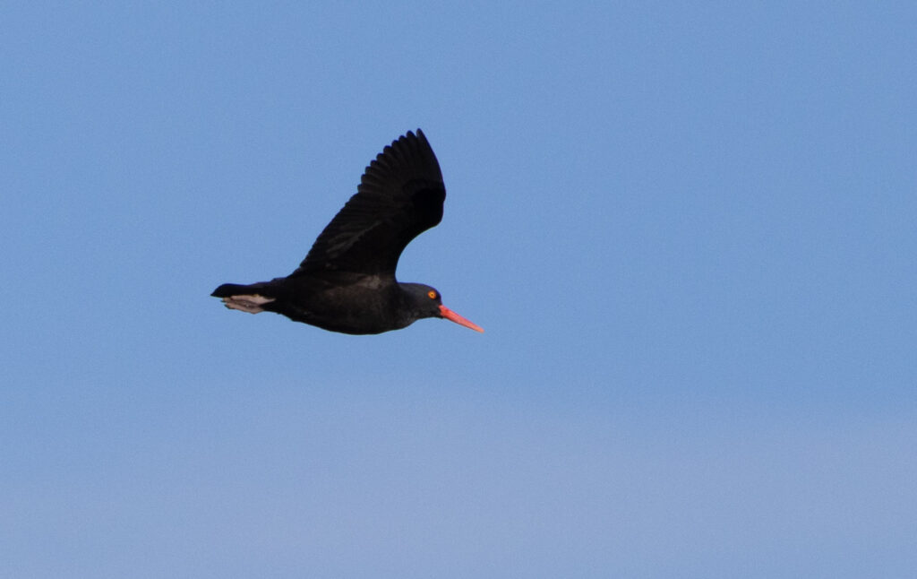 Black Oystercatcher