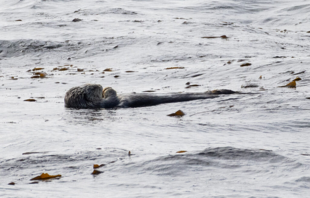 Sea Otter