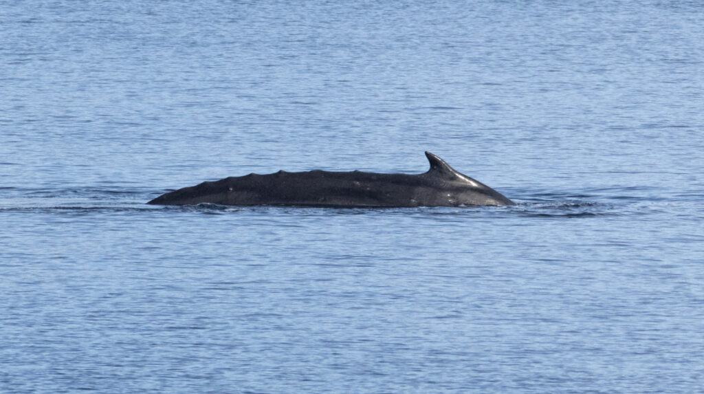 Humpback Whale