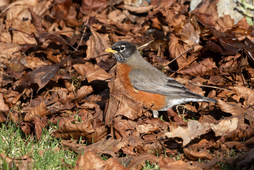 American Robin