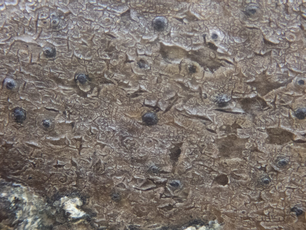 Fungus 