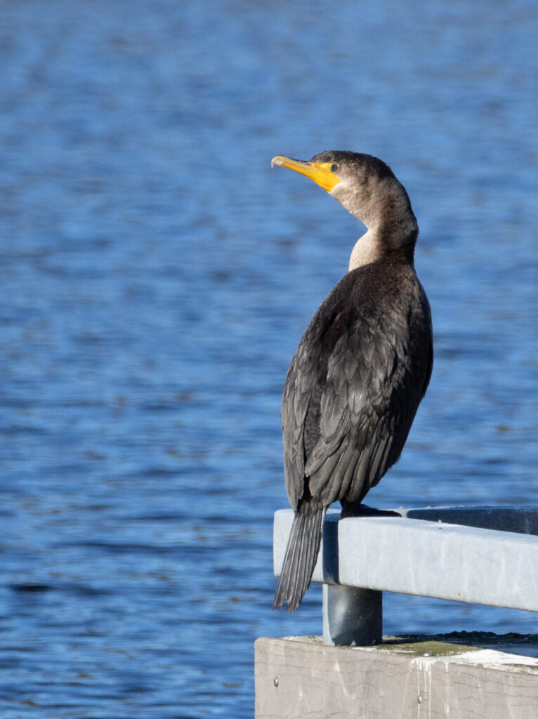 Double-crested Cormorant