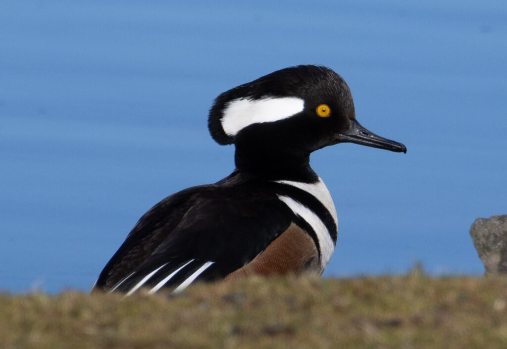 Hooded Merganser