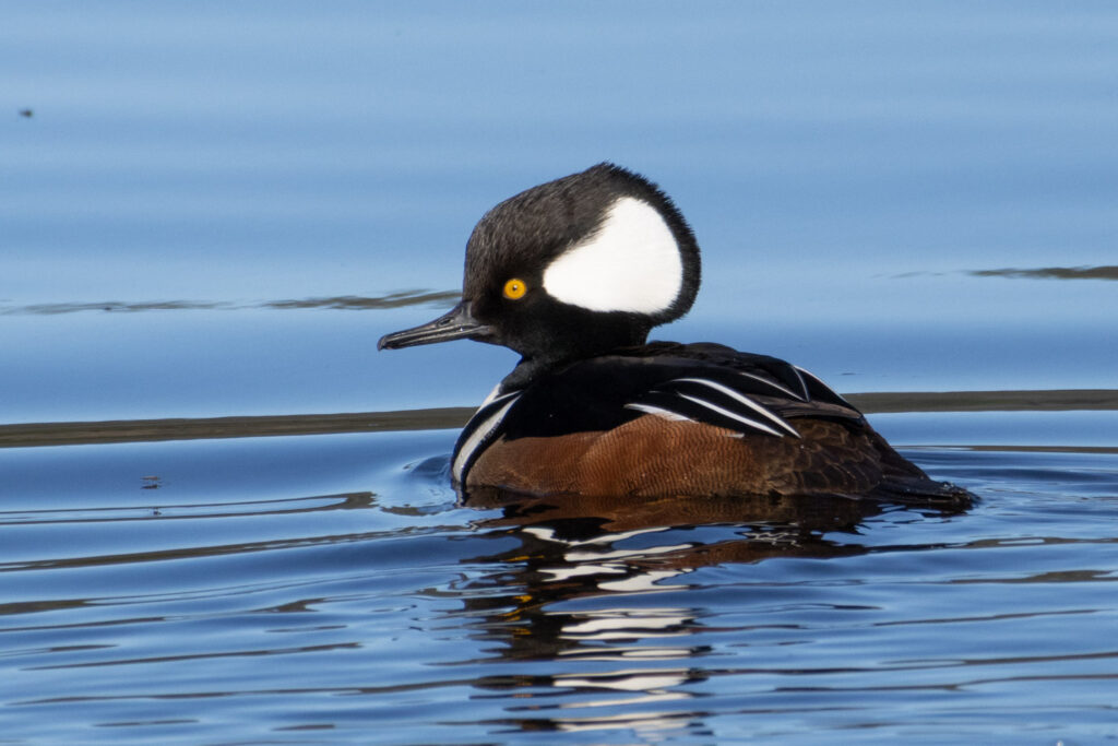 Hooded Merganser