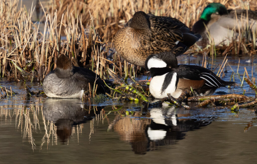 Hooded Mergansers