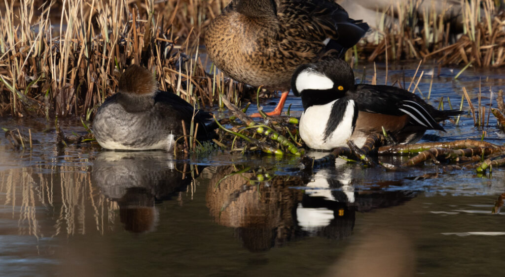 Hooded Mergansers