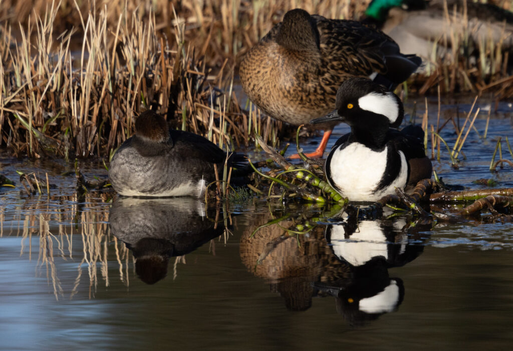 Hooded Mergansers