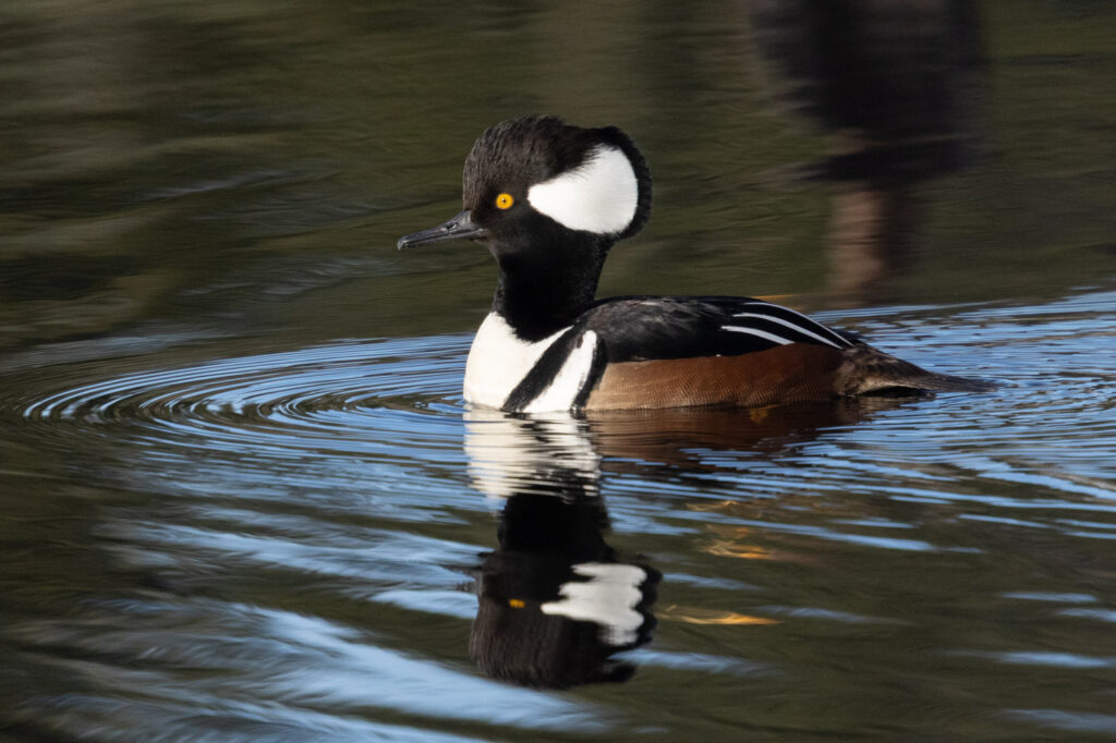 Hooded Merganser