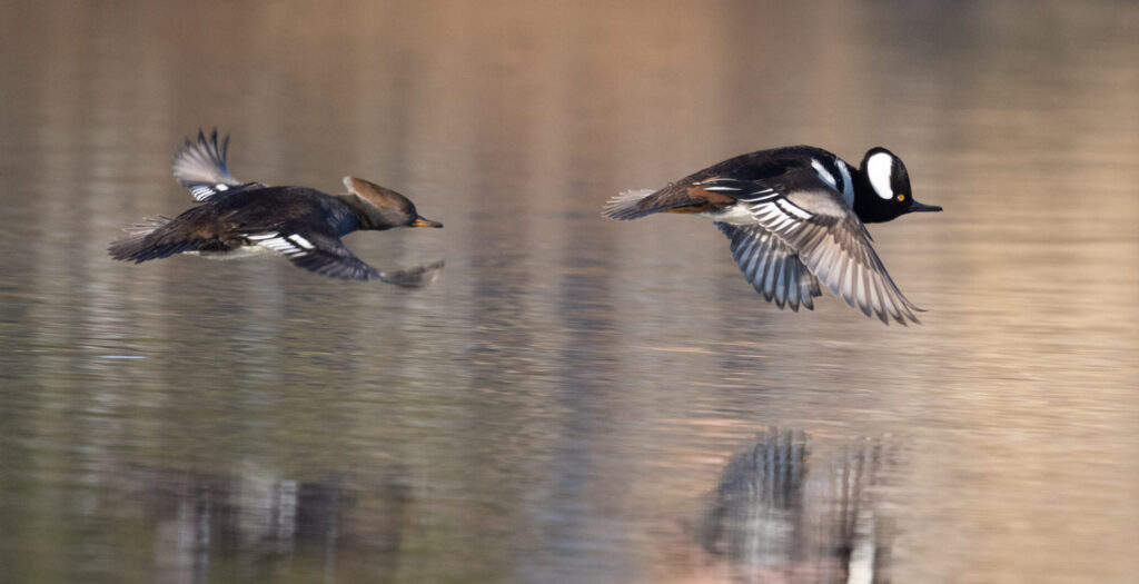 Hooded Mergansers