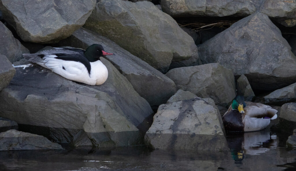 Crescent Harbor Ducks