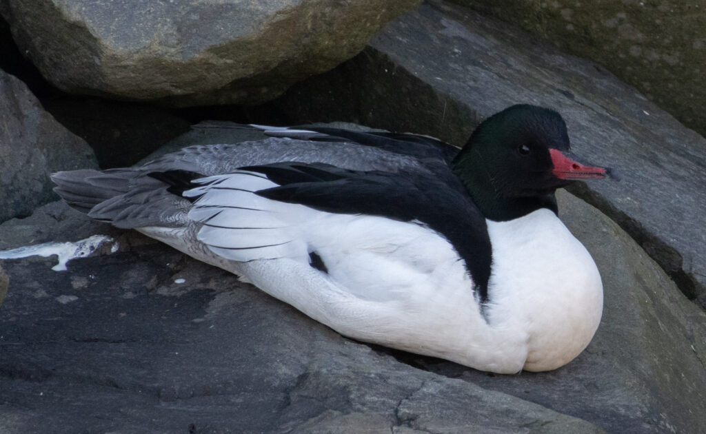 Common Merganser