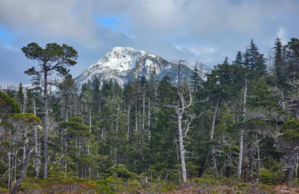 View from the Muskeg