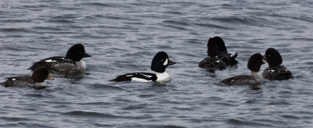 Barrow's Goldeneyes