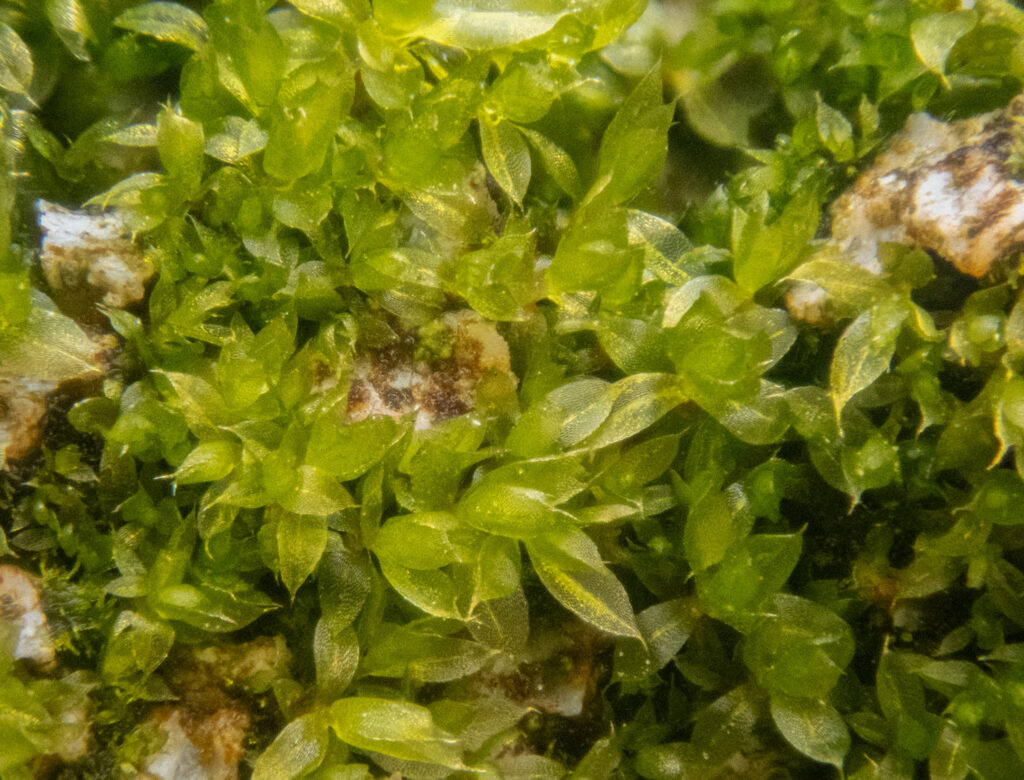 Moss (Bryaceae)