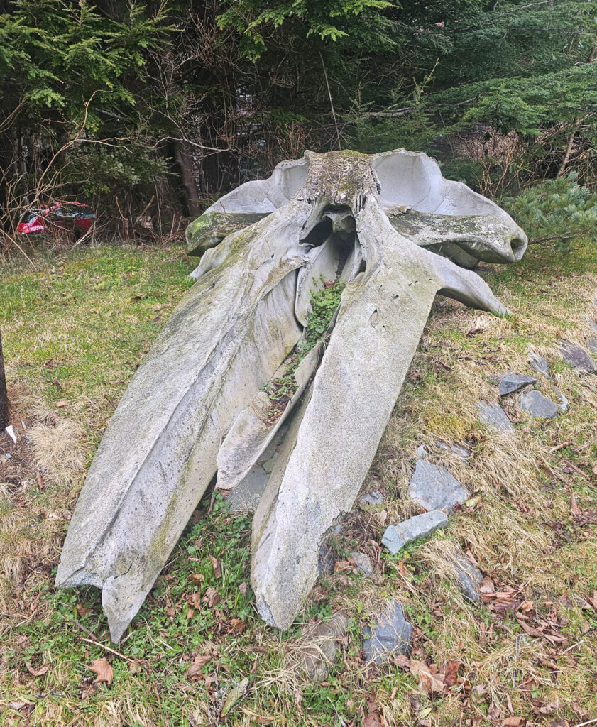 Gray Whale Skull