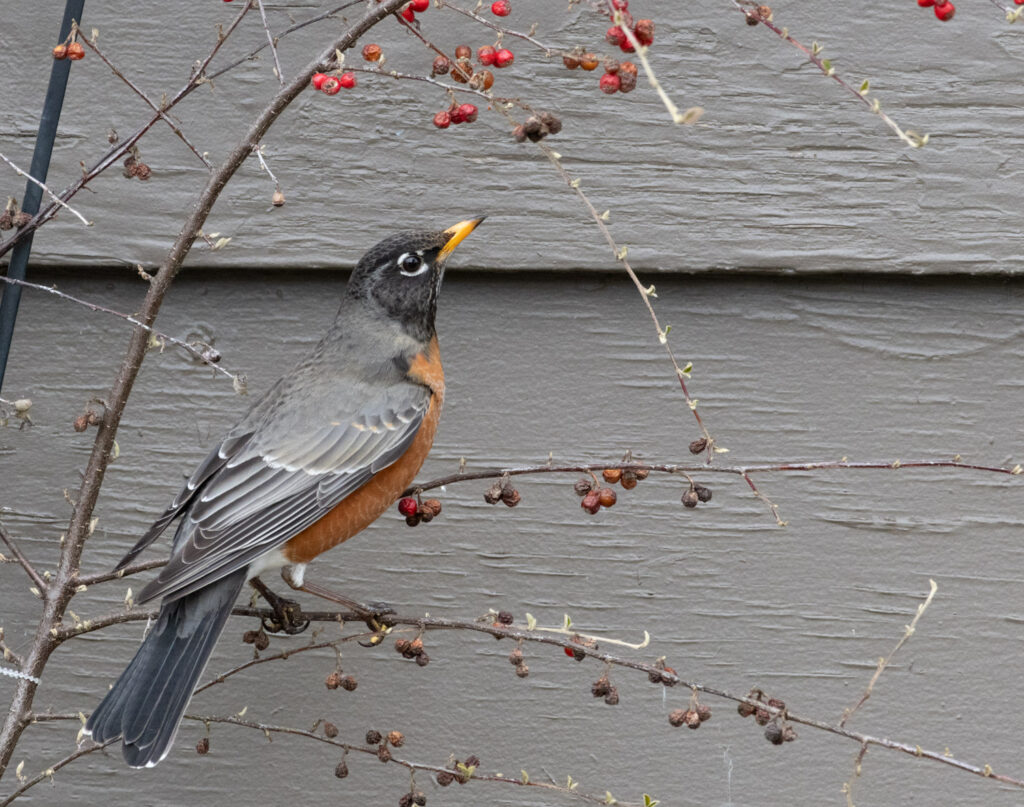 American Robin