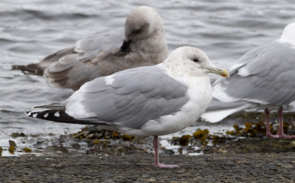 Cook Inlet Gull