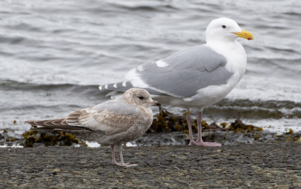 Gulls