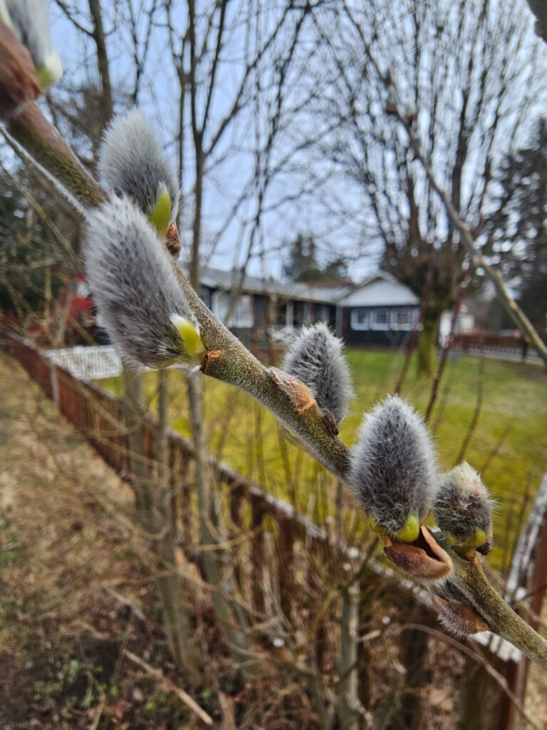 Sitka Willow