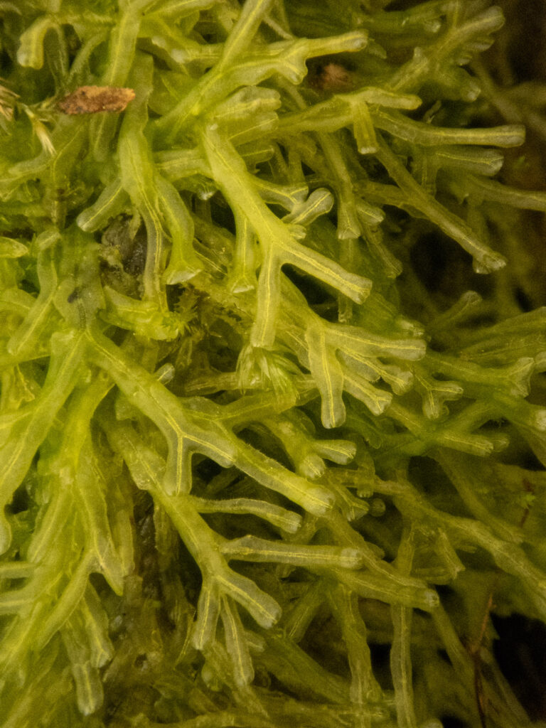 Liverwort (Metzgeria)