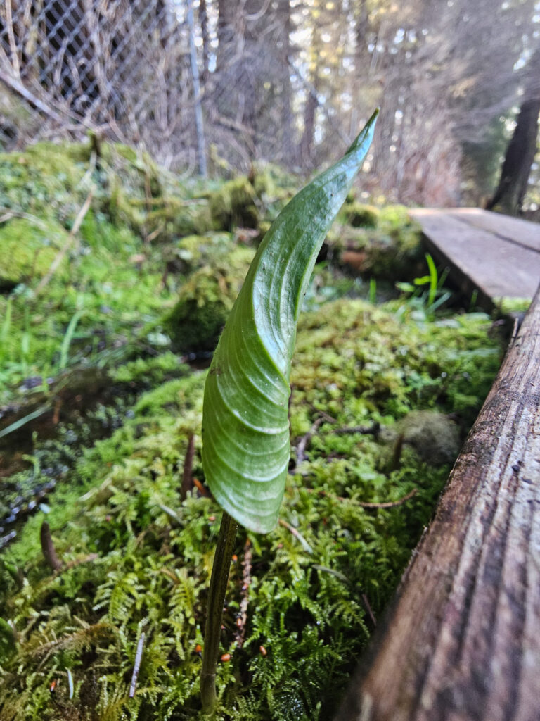 Unfurling Deerheart