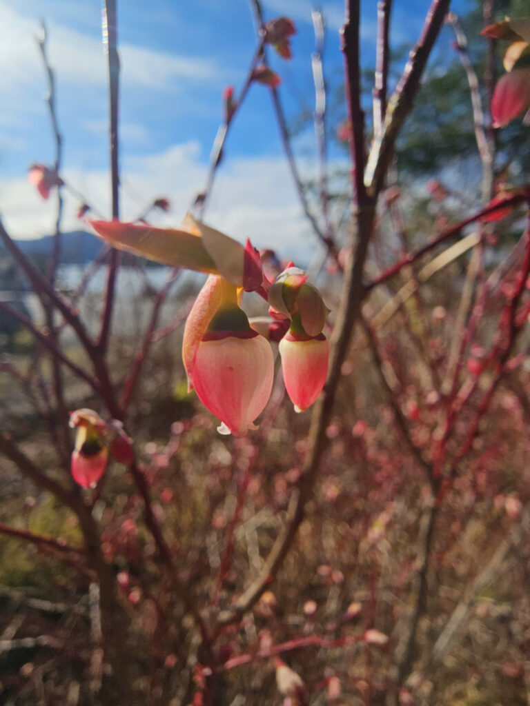 Blooming Early Blueberry (Vaccinium ovalifolium)