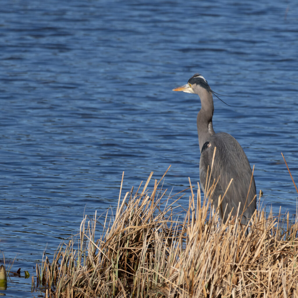 Great Blue Heron