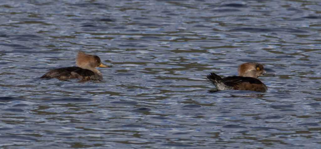 Hooded Mergansers