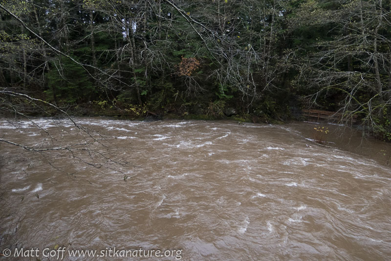 Two Rainy Days | Sitka Nature