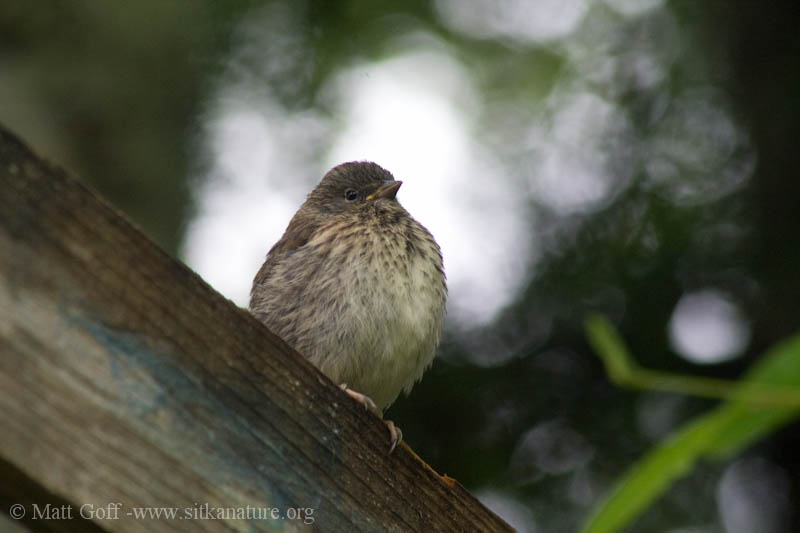 Gallery: 20100616 Fledgling Dark-eyed Junco – Sitka Nature