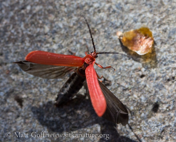 Sphagnum and Insects | Sitka Nature